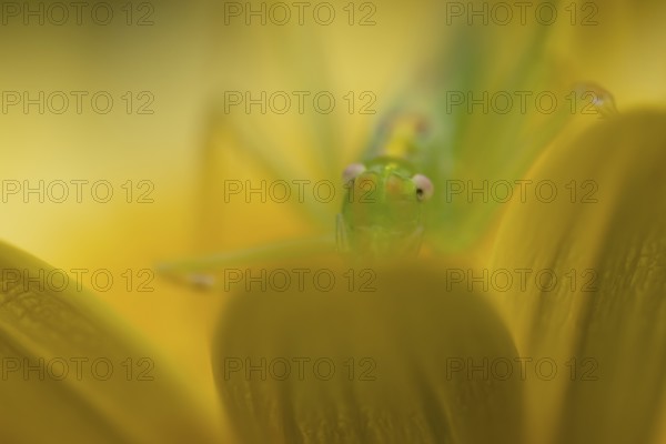 Oak bush cricket (Meconema thalassinum) adult insect resting on a yellow garden flower, England,