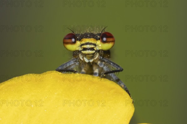 Large red damselfly (Pyrrhosoma nymphula) adult insect resting on a Kingcup yellow flower in a