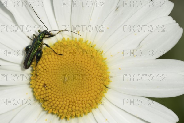 Thick-legged flower beetle (Oedemera nobilis) adult insect on an Oxeye daisy flower on summer,