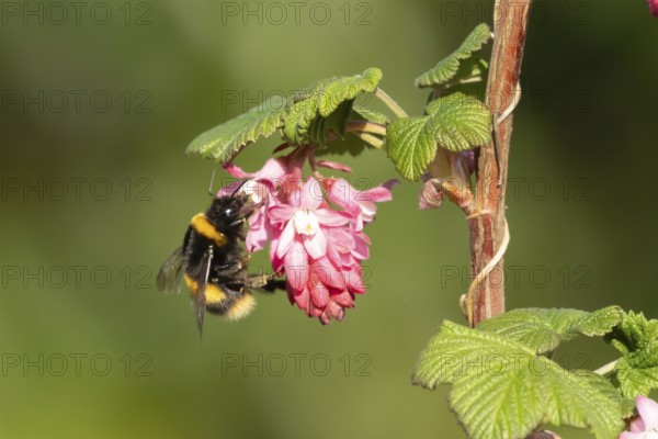 Buff tailed bumblebee (Bombus terrestris) adult bee insect feeding on Ribes King Edward VII