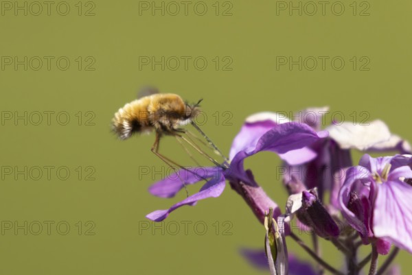Bee fly (Bombylius major) adult insect feeding on Honesty flowers in spring, England, United