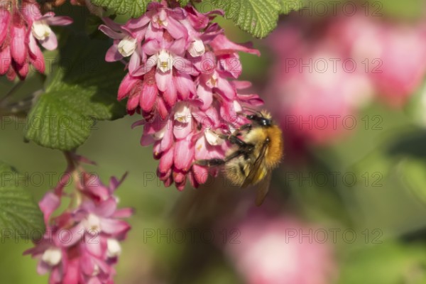 Common carder bumblebee (Bombus pascuorum) adult bee insect feeding on Ribes King Edward VII