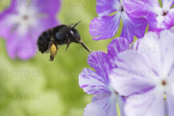 Ashy mining bee (Andrena cineraria) adult insect flying towards a garden flower in spring, England,