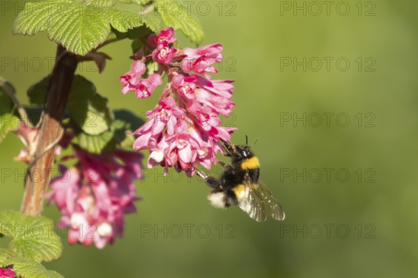 White tailed bumblebee (Bombus lucorum) adult bee insect feeding on Ribes King Edward VII flowering