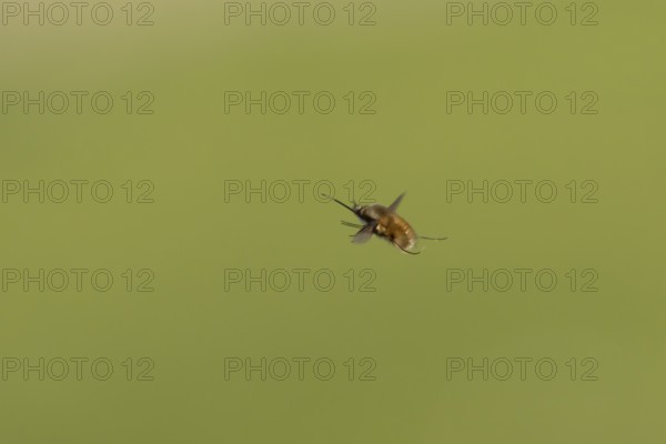 Bee fly (Bombylius major) adult insect flying, England, United Kingdom