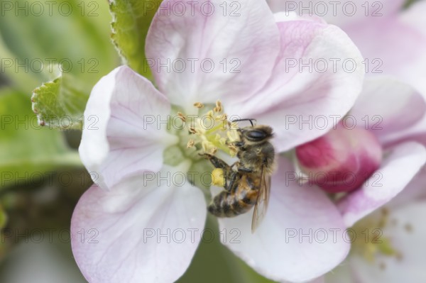 Honey bee (Apis mellifera) adult insect feeding on apple tree blossom in spring, England, United