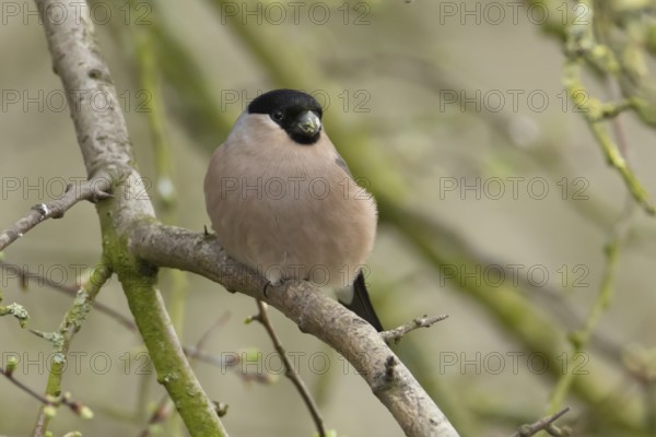 Eurasian bullfinch (Pyrrhula pyrrhula) adult female bird on a tree branch, England, United Kingdom