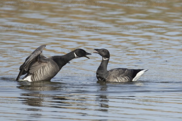 Brent goose (Branta bernicla) two adult geese birds calling or arguing on a lagoon, England, United