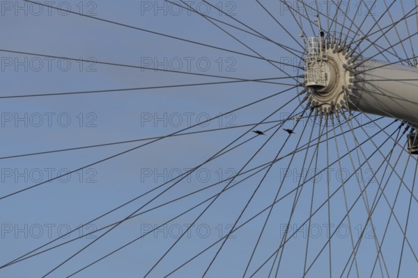 Great cormorant (Phalacrocorax carbo) two adult birds flying pass the spokes of the London Eye,