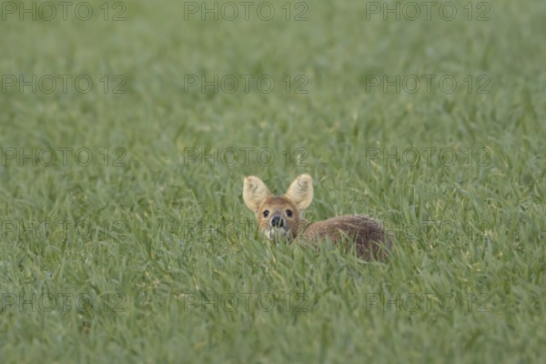 Chinese water deer (Hydropotes inermis) adult animal sitting in a farmland cereal field, England,