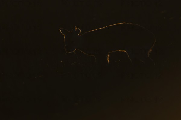 Chinese water deer (Hydropotes inermis) silhouette of an adult animal backlite in a fenland field