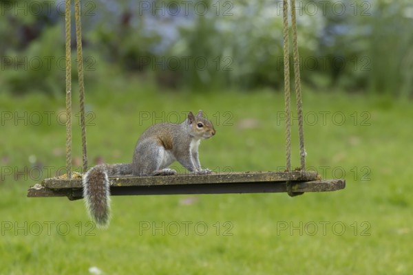 Grey squirrel (Sciurus carolinensis) adult animal on a garden swing, England, United Kingdom