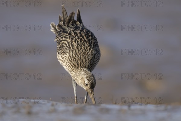 Eurasian curlew (Numenius arquata) adult wading bird searching for food on a mudflat, England,