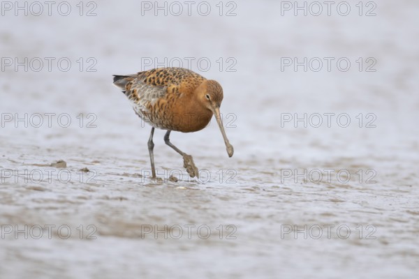 Black tailed godwit (Limosa limosa) adult male wading bird in summer plumage walking on a coastal