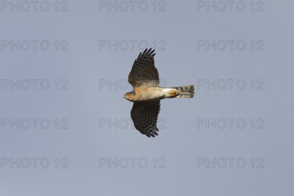 Eurasian sparrowhawk (Accipiter nisus) adult male bird of prey flying, England, United Kingdom