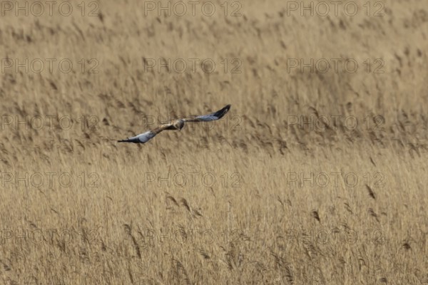 Marsh harrier (Circus aeruginosus) adult bird of prey flying over a reedbed, England, United
