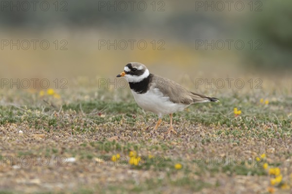 Ringed plover (Charadrius hiaticula) adult wading bird on a beach, England, United Kingdom