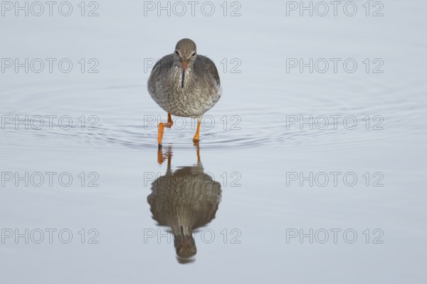 Common redshank (Tringa totanus) adult wading bird in water of a shallow lagoon, England, United