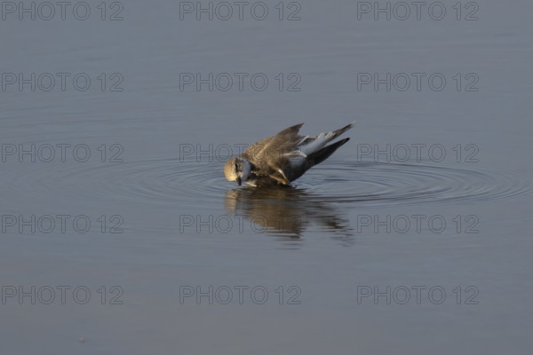 Little ringed plover (Charadrius dubius) adult wading bird bathing in water of a shallow coastal