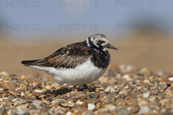 Ruddy turnstone (Arenaria interpres) adult wading bird in summer plumage on a shingle beach,