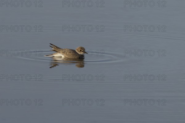 Little ringed plover (Charadrius dubius) adult wading bird in water of a shallow coastal lagoon,
