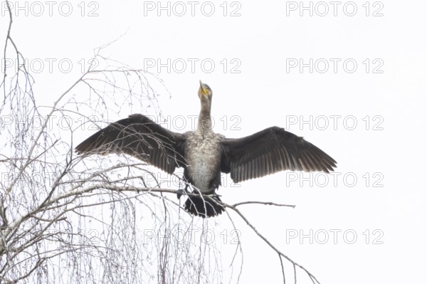 Great cormorant (Phalacrocorax carbo) adult bird drying its wings perched on a tree branch,