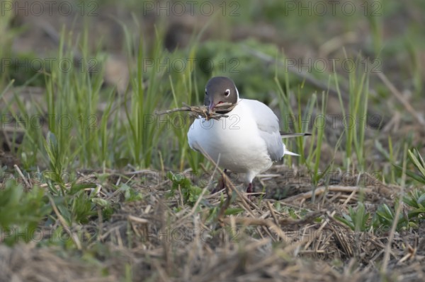 Black headed gull (Chroicocephalus ridibundus) adult bird collecting twigs for nesting material in