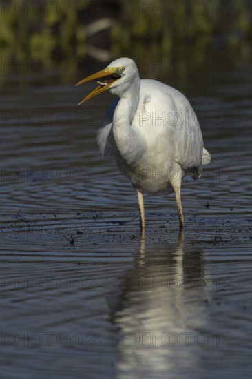 Great white egret (Ardea alba) adult bird in shallow water of a lake feeding on a Stickleback fish,