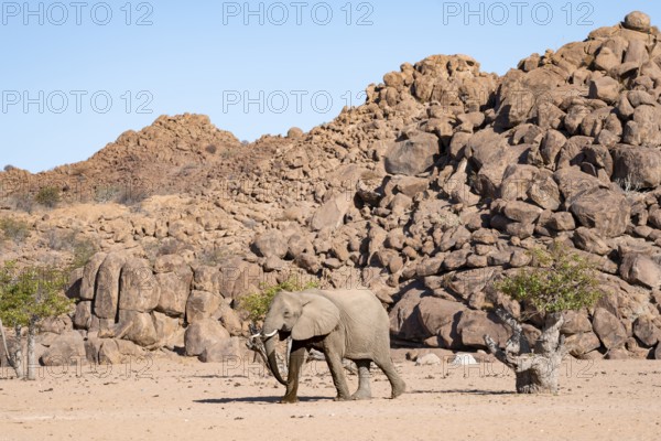 African elephant (Loxodonta africana), desert elephant, near the Hoanib River, Damaraland, Kunene