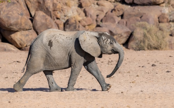 Juvenile African elephant (Loxodonta africana), desert elephant, near the Hoanib River, Damaraland,