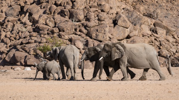 Herd of elephants with young, African elephant (Loxodonta africana), desert elephant, near the
