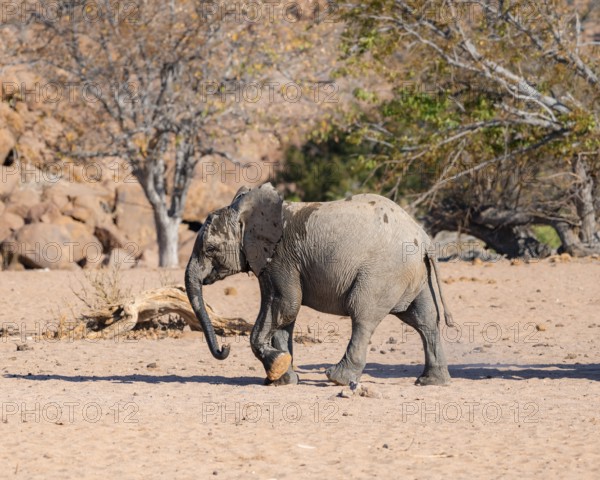 Juvenile African elephant (Loxodonta africana), desert elephant, near the Hoanib River, Damaraland,