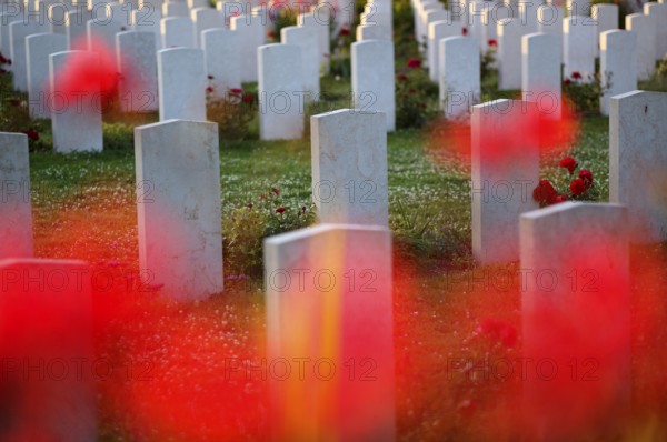 Gravestones, war graves, soldiers' graves, flowers, roses, British and German military cemetery,