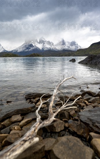 Cloudy mountain range Cuernos del Paine, dead branch on the shore of the blue lake Lago Pehoe in