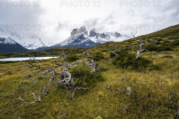 Enchanted dead trees, Cuernos del Paine mountain range in autumn, Torres del Paine National Park,