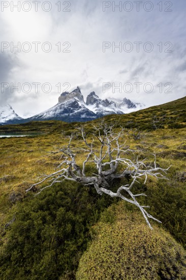 Enchanted dead trees, Cuernos del Paine mountain range in autumn, Torres del Paine National Park,