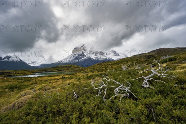 Dead bare trees, cloudy mountain range Cuernos del Paine, Torres del Paine National Park, Chile