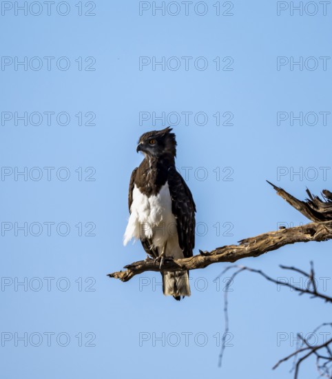 Black-breasted Snake Eagle (Circaetus pectoralis), perched on a branch against a blue sky, Erongo,