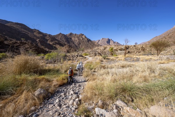 Tourists on a hiking trail in the Tsisab Gorge, White Lady Trail, desert landscape, Brandberg,