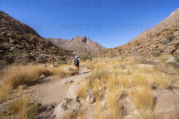 Tourist on a hiking trail in the Tsisab Gorge, White Lady Trail, desert landscape, Brandberg,