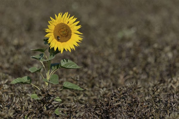 Single sunflower (Helianthus annuus) in bloom in a field of ripe field beans (Vicia faba), North