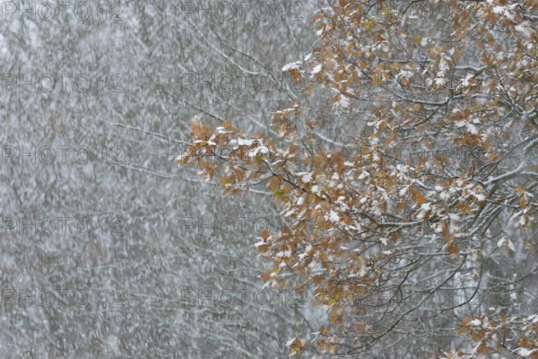 Oak (Quercus) with autumn leaves in dense snowfall, snow drift, North Sea, Norddeich, Lower Saxony,
