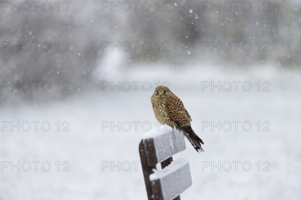 Kestrel (Falco tinnunculus), female using a park bench as a lookout during heavy snowfall, North
