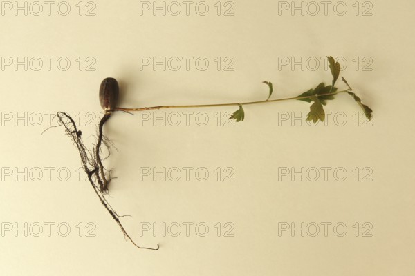 Oak (Quercus) 22cm long oak sapling, oak seedling or oak seedling grows from an acorn, next to fine