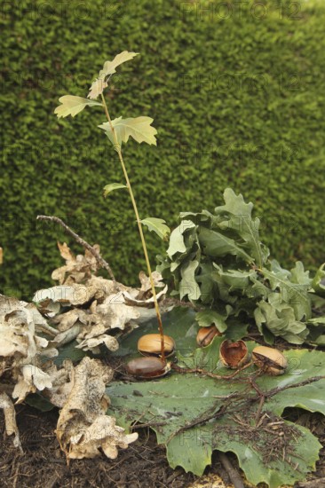 Oak (Quercus) 22cm long oak sapling, oak seedling or oak seedling grows from an acorn, next to fine