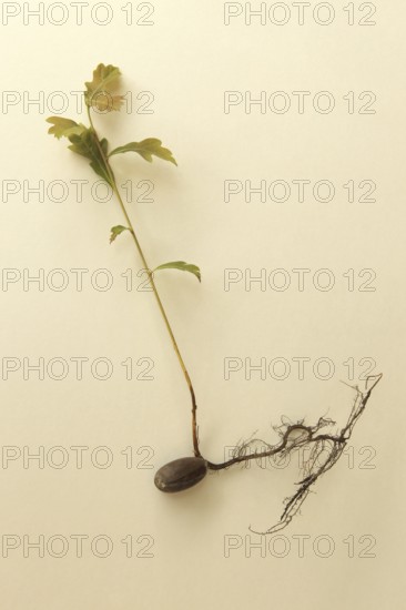 Oak (Quercus) 22cm long oak sapling, oak seedling or oak seedling grows from an acorn, next to fine