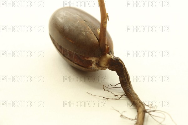 Oak (Quercus) oak sapling, oak seedling or oak seedling growing vertically upwards from an acorn,