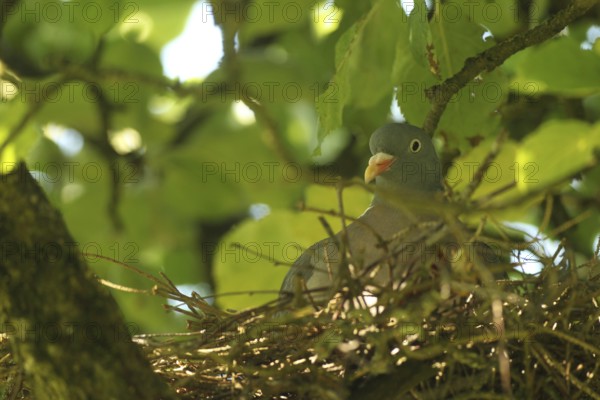 Wood pigeon (Columba palumbus) in a nest in an apple tree, Allgäu, Bavaria, Germany, Allgäu,