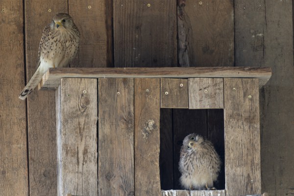 Kestrel (Falco tinnunculus) female and young bird at the incubator, village in Münsterland, North