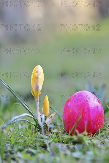 Yellow crocuses (Crocus sp.) on a lawn in the garden next to an Easter egg, Wilnsdorf, North